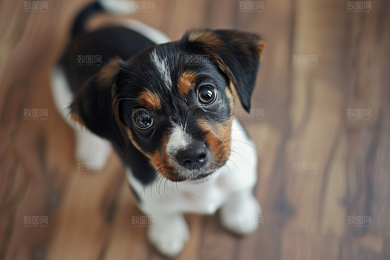 可爱小狗犬类日常摄影图