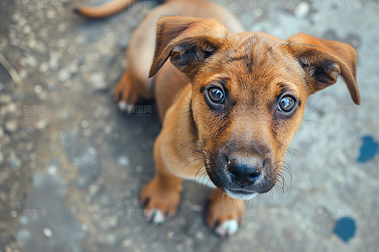 可爱小狗犬类自然摄影图