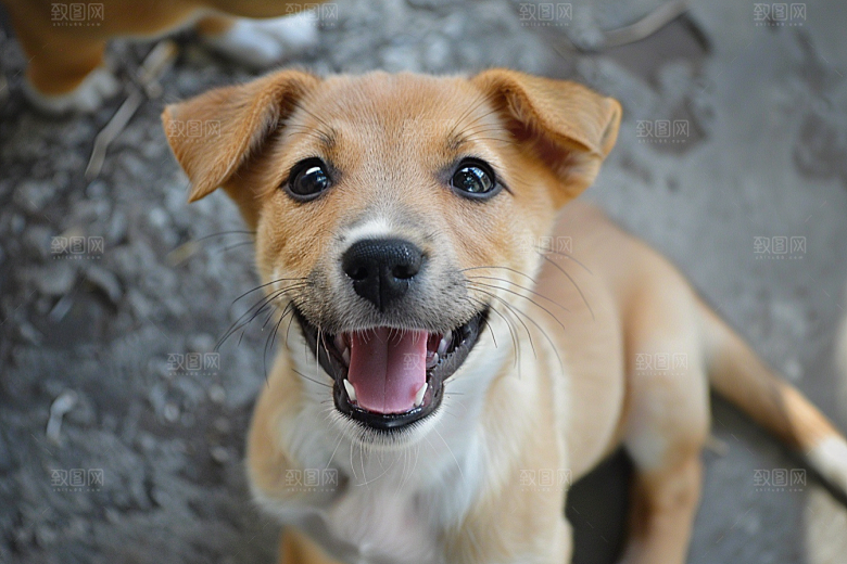 可爱小狗高清犬类摄影图