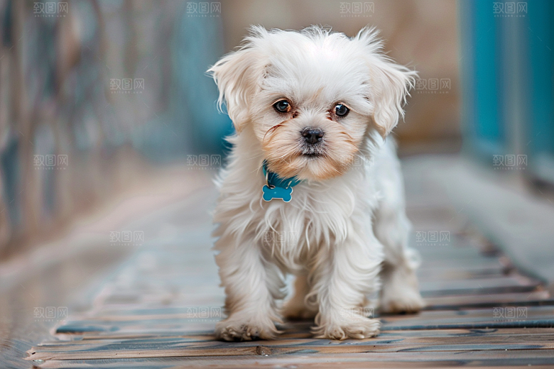 可爱小狗伴侣宠物犬类摄影图