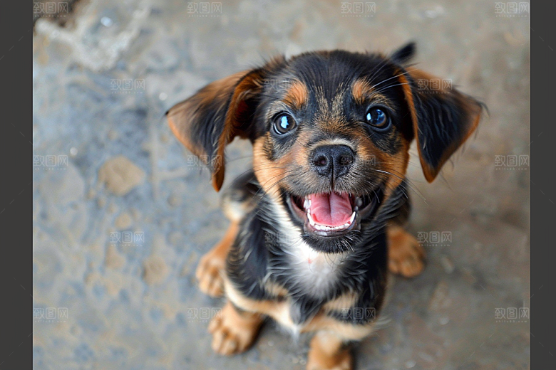 可爱小狗犬类宠物狗摄影图