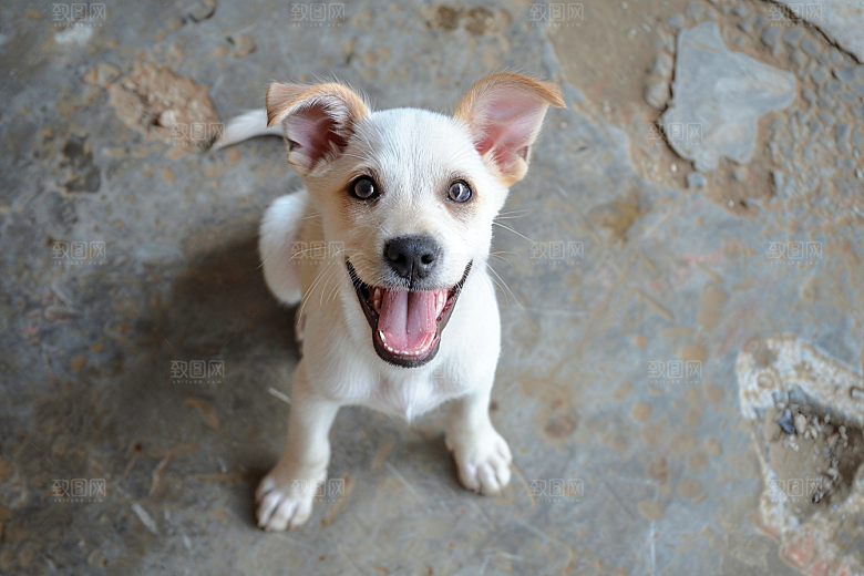 可爱小狗犬类高清摄影图