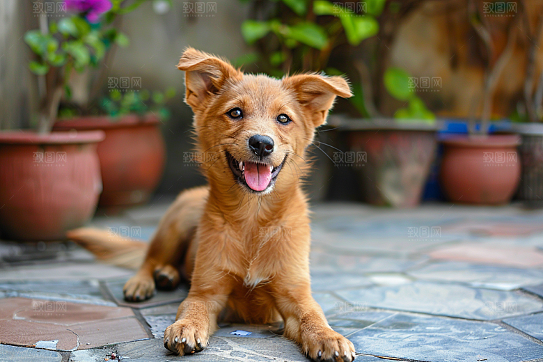 可爱小狗犬类聪明摄影图