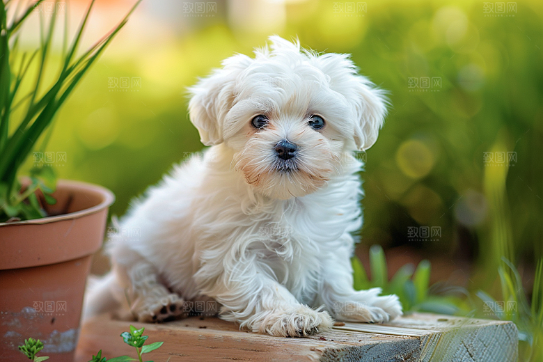 可爱小狗犬类天真摄影图