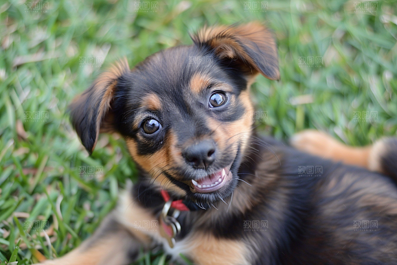 可爱小狗聪明犬类摄影图