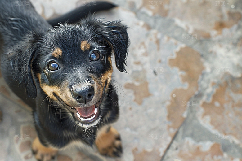 可爱小狗犬类生活摄影图