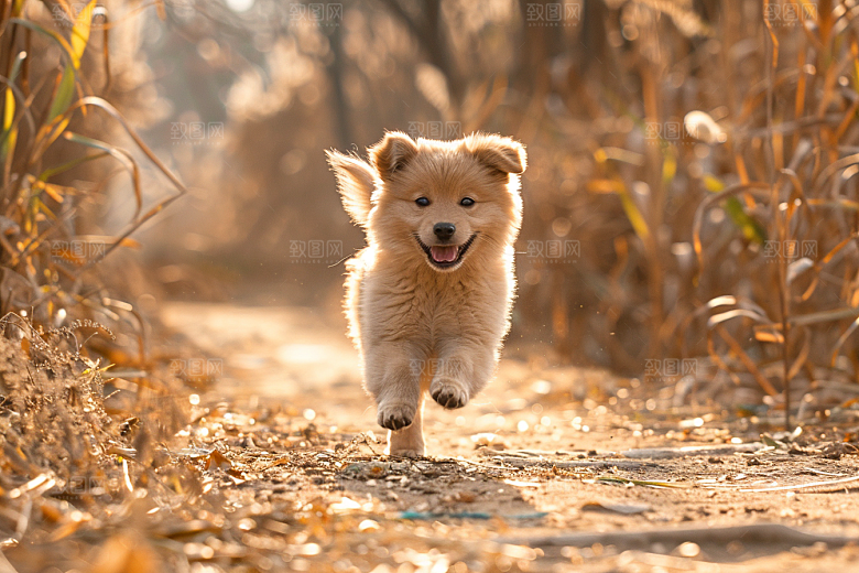 可爱小狗宠物狗犬类摄影图