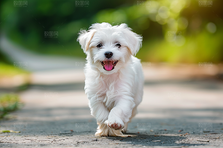 可爱小狗萌萌哒生活摄影图