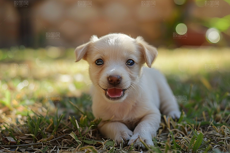 可爱小狗动物犬类摄影图