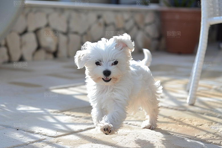 可爱小狗生活犬类摄影图