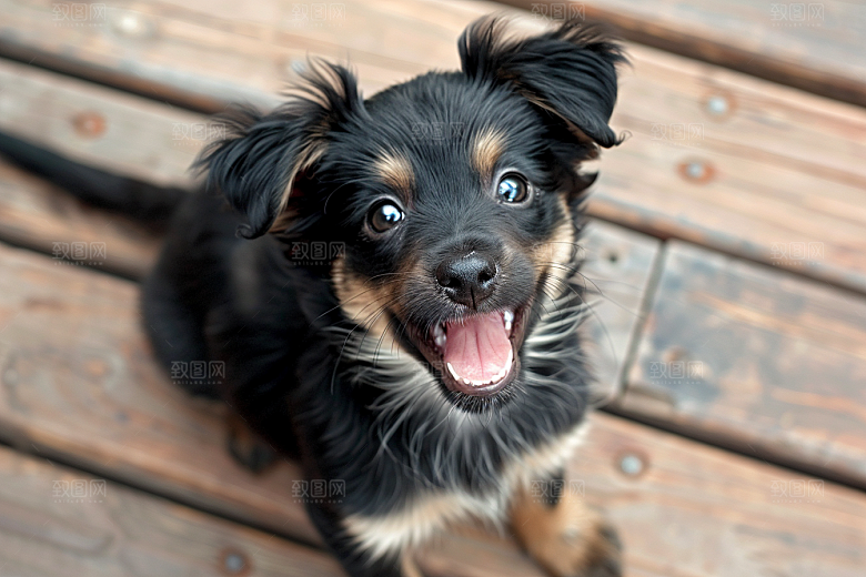 可爱小狗日常犬类摄影图