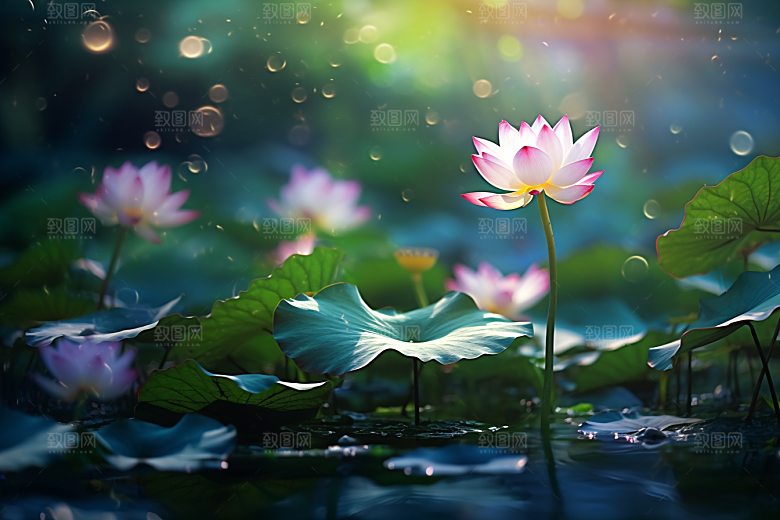 夏至自然高清素材
