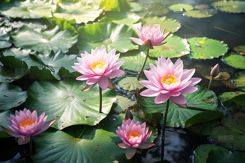 夏至夏天清新素材