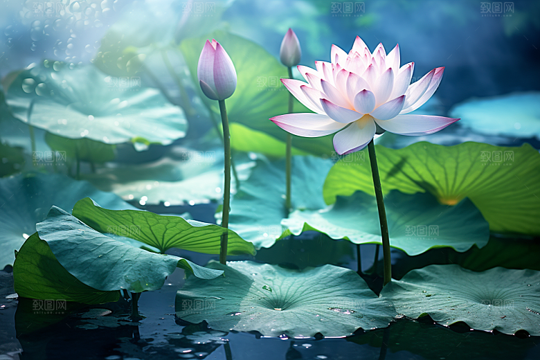 夏至高清自然素材