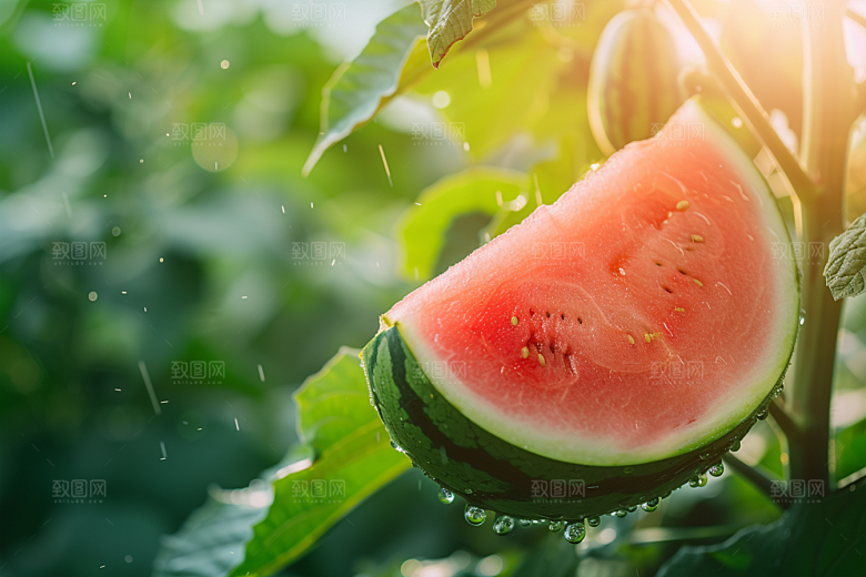 西瓜水果高清仲夏