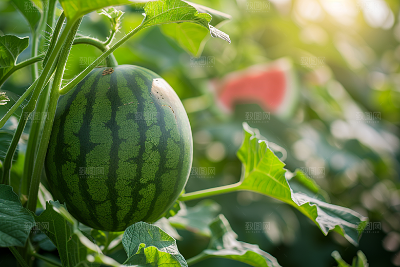 西瓜水果立夏高清