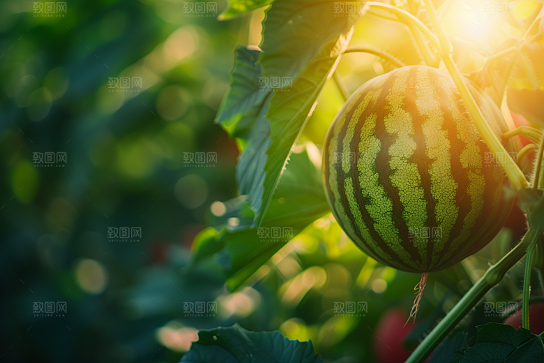 西瓜水果瓜果仲夏