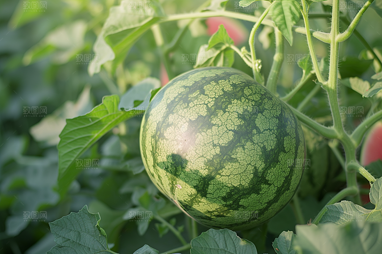 西瓜水果立夏瓜果