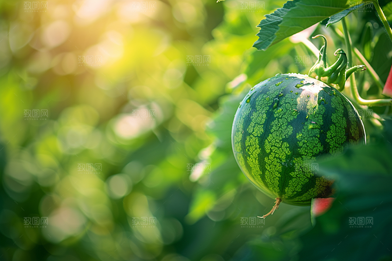 西瓜水果自然夏季