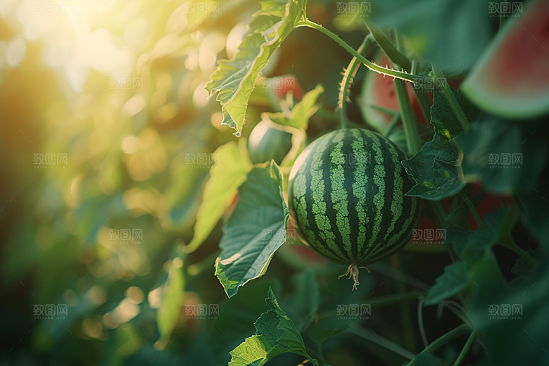 西瓜水果仲夏夏天