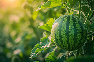 西瓜水果夏季立夏