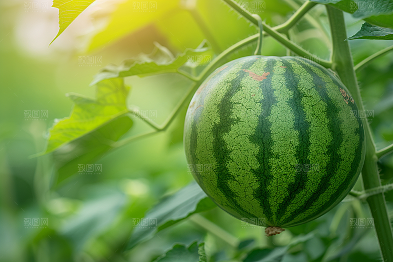 西瓜水果高清清凉
