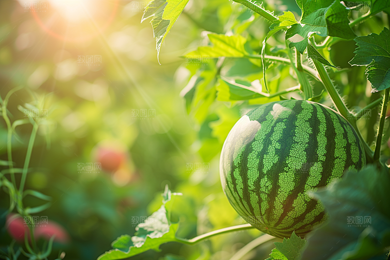 西瓜水果立夏夏季