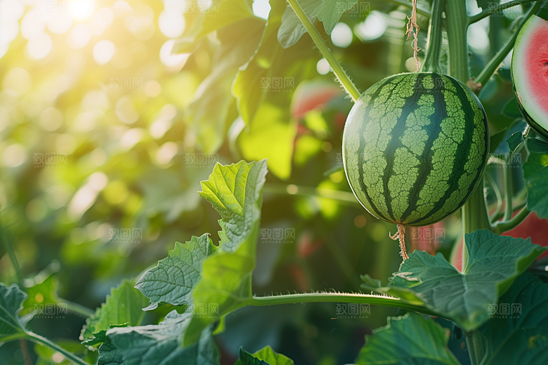 西瓜水果清新仲夏
