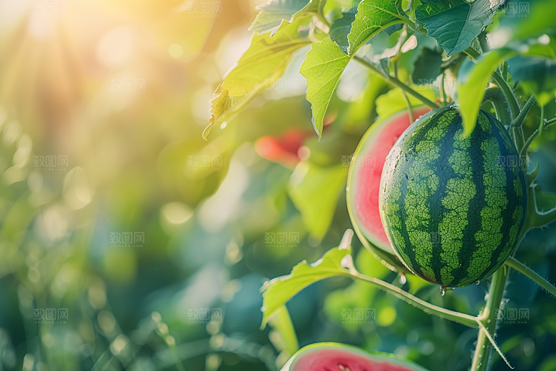 西瓜水果仲夏瓜果