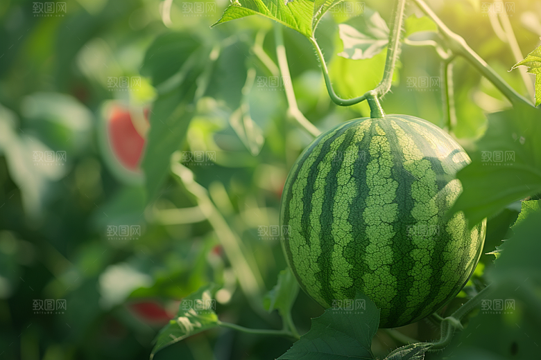 西瓜水果夏季瓜果