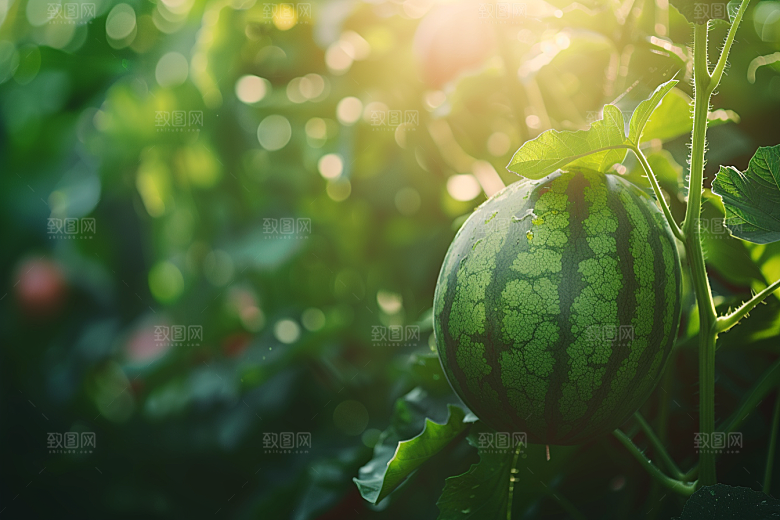 西瓜水果瓜果夏季