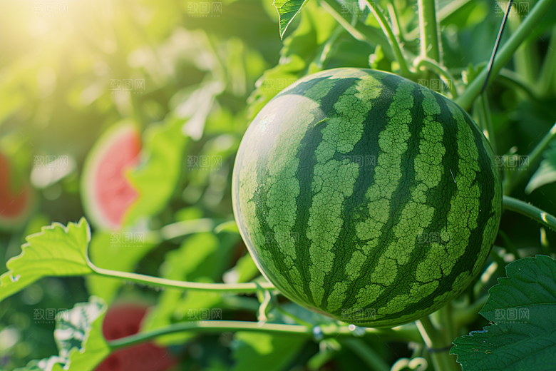 西瓜水果夏季自然
