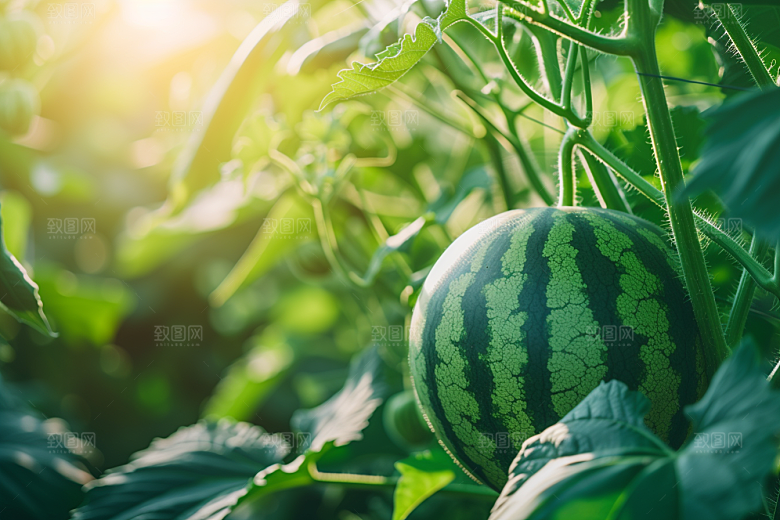 西瓜水果清凉美食