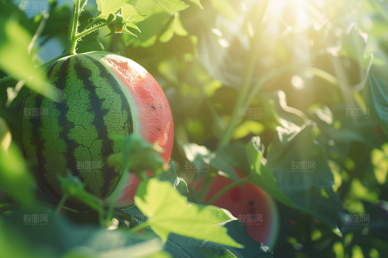 西瓜水果立夏美食