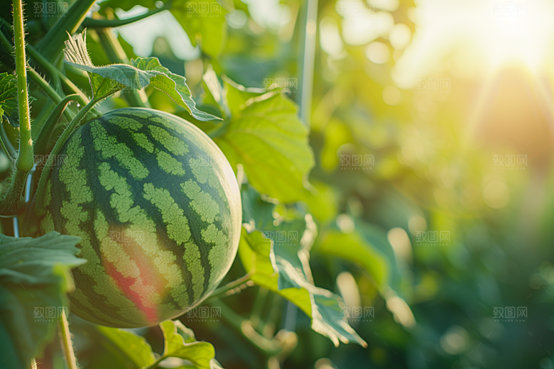 西瓜水果夏天立夏