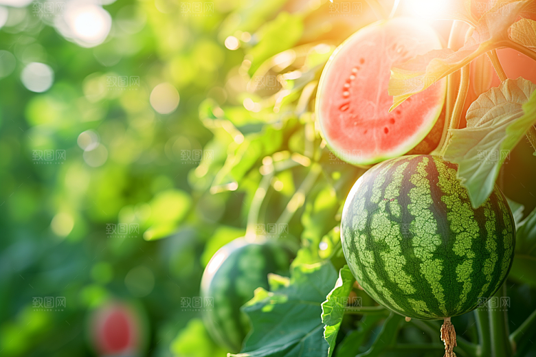 西瓜水果夏季夏天