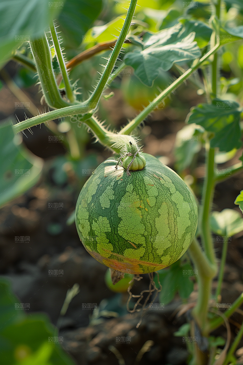 西瓜水果瓜果立夏