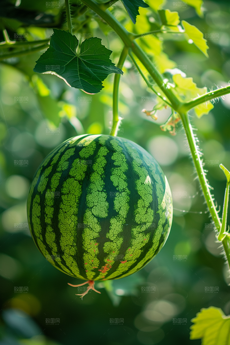 西瓜水果美食瓜果