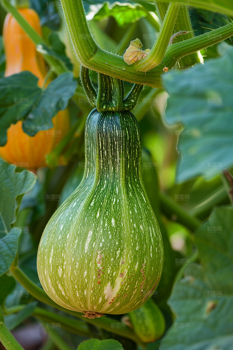 西葫芦清新美食摄影图