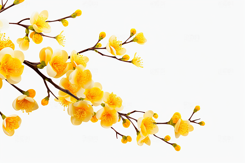 杏花盛开迎春自然摄影图