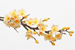 杏花盛开迎春高清摄影图