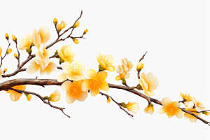 杏花盛开绽放植物摄影图