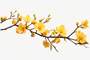 杏花盛开自然春季摄影图