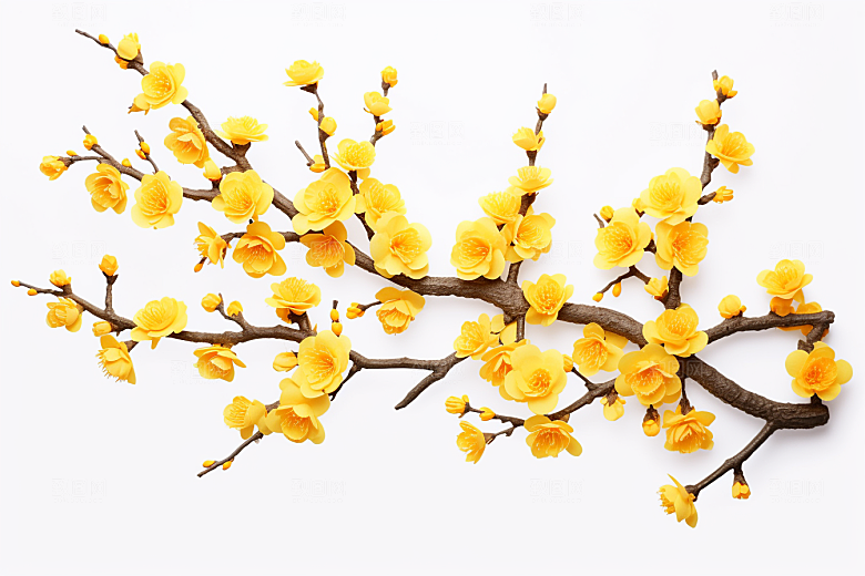 杏花盛开花卉植物摄影图
