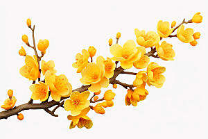 杏花盛开植物高清摄影图