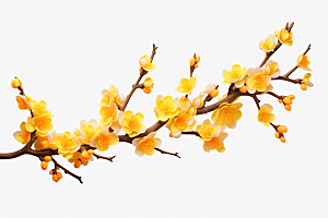 杏花盛开花卉自然摄影图