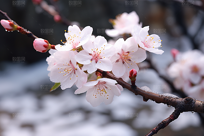 杏花盛开立春迎春摄影图