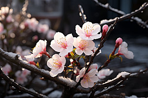 杏花盛开绽放春季摄影图