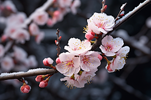 杏花盛开春天花卉摄影图