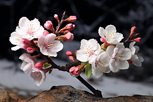 杏花盛开高清春天摄影图